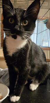 Baby -  Domestic Medium Hair Cat for Adoption in Battle Ground, Washington - Baby | PetCurious