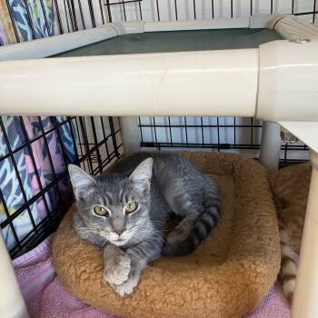 Rescue Domestic Short Hair Cats for Adoption in Black River Falls, Wisconsin - Uno | PetCurious