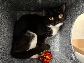 Rescue Domestic Short Hair Cats for Adoption in New York, New York - Laurel | PetCurious