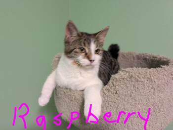 Raspberry -  Domestic Short Hair Cat for Adoption in Spring Brook, New York - Raspberry | PetCurious