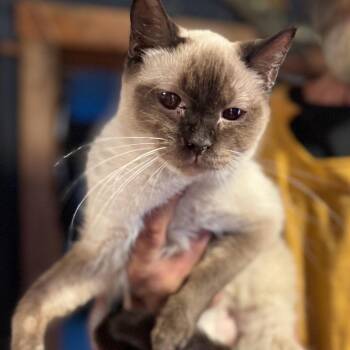 Cotton Sky -  Siamese Cat for Adoption in Rochester, Minnesota - Cotton Sky | PetCurious