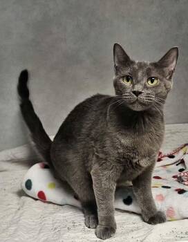 Candy -  Domestic Short Hair Cat for Adoption in Wapakoneta, Ohio - Candy | PetCurious