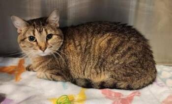 Millie -  Domestic Short Hair and Tabby Cat for Adoption in Fairfield, Iowa - Millie | PetCurious