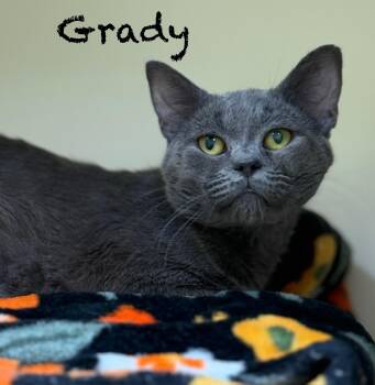 Domestic Short Hair Cats Available for Adoption in Pawleys Island, South Carolina - Grady | PetCurious