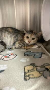 Phoebe -  Domestic Short Hair Cat for Adoption in Allen, Texas - Phoebe | PetCurious