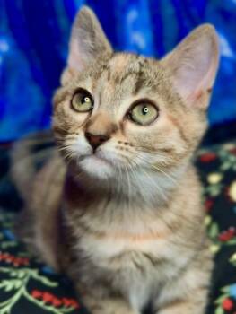 Patches (Bonded with Dot II) -  Domestic Short Hair Cat for Adoption in San Francisco, California - Patches (Bonded With Dot II) | PetCurious