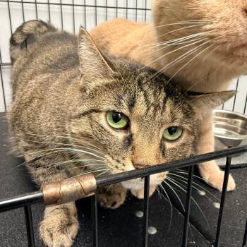 Pepper -  Domestic Short Hair Cat for Adoption in Georgetown, Kentucky - Pepper | PetCurious