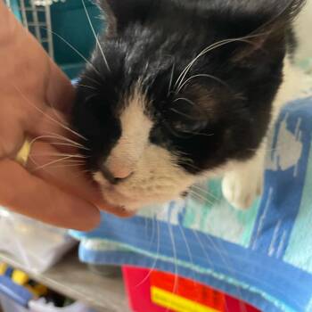 Rescue Domestic Short Hair Cats for Adoption in Hemet, California - Louie | PetCurious