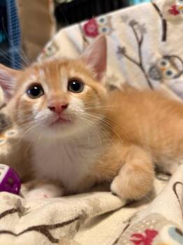 Jimmy "Kimmel -  Domestic Short Hair Cat for Adoption in Parkville, Maryland - Jimmy "Kimmel | PetCurious