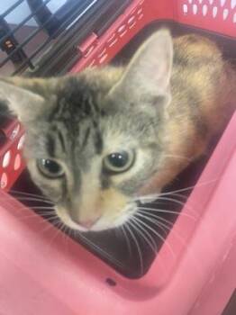 Butterscotch -  Domestic Short Hair Cat for Adoption in Gainesville, Florida - Butterscotch | PetCurious