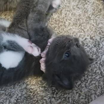 Domestic Medium Hair Cats Available for Adoption in Rochester, Minnesota - Pink | PetCurious