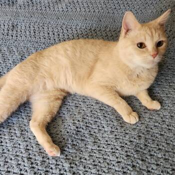 Domestic Short Hair Cats Available for Adoption in Elmwood Park, Wisconsin - Ruthie | PetCurious