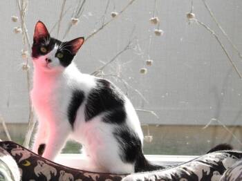 Domestic Short Hair Cats Available for Adoption in San Antonio, Texas - Dotty | PetCurious