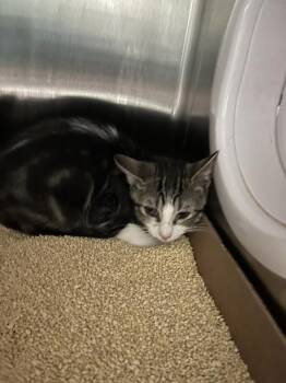 Igg -  Domestic Short Hair Cat for Adoption - Igg | PetCurious