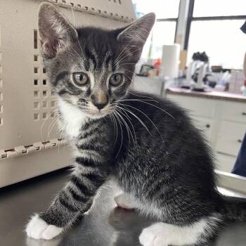 Tweed -  Domestic Short Hair Cat for Adoption in Chapel Hill, North Carolina - Tweed | PetCurious