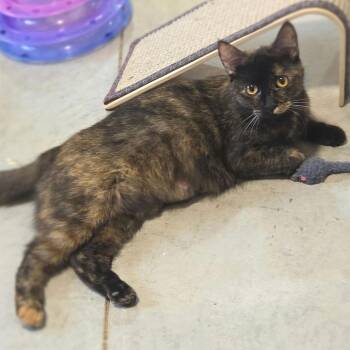 Callie -  Domestic Short Hair Cat for Adoption in Traverse City, Michigan - Callie | PetCurious