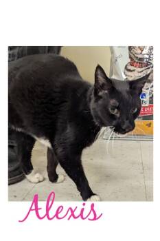 Rescue Domestic Short Hair Cats for Adoption in Muskegon, Michigan - ALEXIS | PetCurious