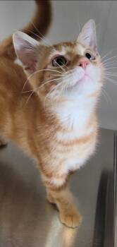 FRED -  Domestic Short Hair Cat for Adoption in Sandusky, Ohio - FRED | PetCurious