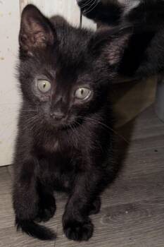 Domestic Short Hair Cats Available for Adoption - Mink | PetCurious