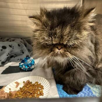 Persian Cats Available for Adoption - Louie | PetCurious