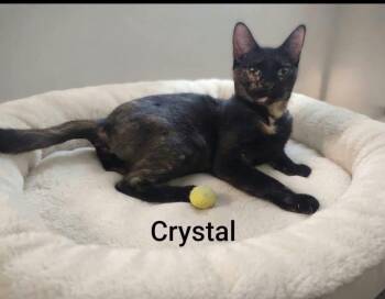 Crystal -  Tortoiseshell Cat for Adoption in Wyandotte, Michigan - Crystal | PetCurious