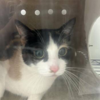 Domestic Short Hair Cats Available for Adoption in Philadelphia, Pennsylvania - Joline | PetCurious