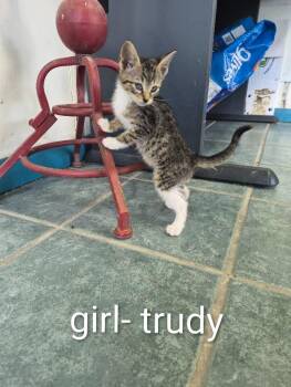 Trudy -  Domestic Short Hair Cat for Adoption in Shelby County, Texas - Trudy | PetCurious