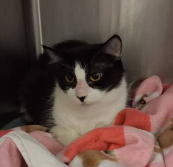 Rescue Domestic Short Hair Cats for Adoption in Tulare, California - Olivia | PetCurious