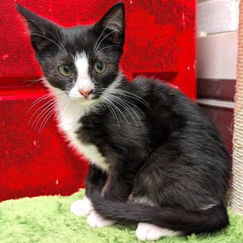 Cameron -  Domestic Short Hair Cat Available for Adoption in Smithfield, North Carolina - Cameron | PetCurious