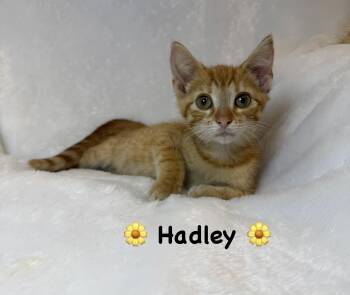 Hadley -  Domestic Short Hair Cat for Adoption in Copley, Ohio - Hadley | PetCurious