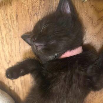 Nya -  Domestic Short Hair Cat for Adoption in West Olive, Michigan - Nya | PetCurious