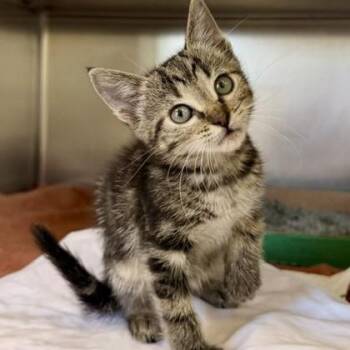 Magenta -  Domestic Short Hair Cat for Adoption in Richmond, Virginia - Magenta | PetCurious