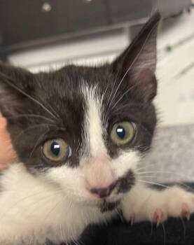 Ashlyn -  Domestic Short Hair Cat for Adoption in Henderson, North Carolina - Ashlyn | PetCurious