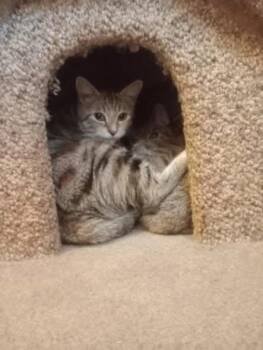 Two cats need temp foster -  Domestic Short Hair Cat for Adoption in Kitchener, Ontario - Two Cats Need Temp Foster | PetCurious