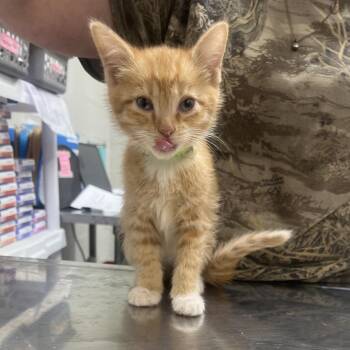 Mrs Potatohead -  Domestic Short Hair Cat for Adoption in Clanton, Alabama - Mrs Potatohead | PetCurious