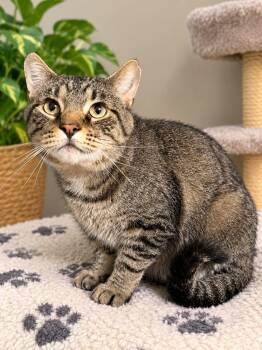 T-Bob -  Domestic Short Hair Cat for Adoption in Sioux Falls, South Dakota - T-Bob | PetCurious