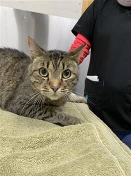 BAXTER -  Domestic Short Hair Cat for Adoption in Fairbanks, Alaska - BAXTER | PetCurious