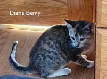 Domestic Short Hair Cats Available for Adoption - Diana Barry | PetCurious