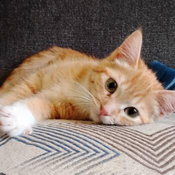 Pompom -  Domestic Short Hair Cat for Adoption in Grantsville, Utah - Pompom | PetCurious