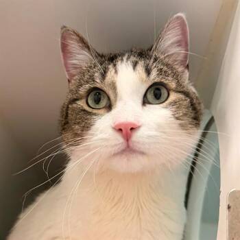 LINUS -  Domestic Short Hair Cat for Adoption in Indianapolis, Indiana - LINUS | PetCurious