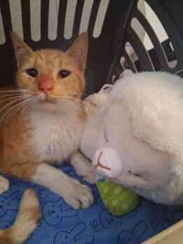 Rescue Domestic Short Hair Cats for Adoption in Warren, New Jersey - Leon | PetCurious