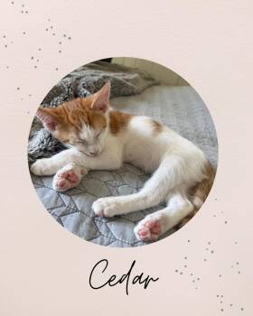 CEDAR -  Domestic Short Hair Cat for Adoption in Coquitlam, British Columbia - CEDAR | PetCurious