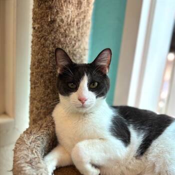 Rescue Domestic Short Hair Cats for Adoption in Fresno, California - Slade | PetCurious