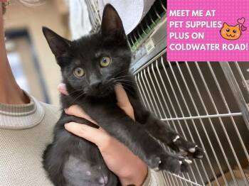 Rescue Domestic Short Hair Cats for Adoption in Fort Wayne, Indiana - SPOOKY SYDNEY | PetCurious