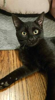 Rescue Domestic Short Hair Cats for Adoption in Tacoma, Washington - Onyx & Phoenix - Bonded Pair | PetCurious