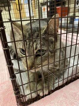 Domestic Short Hair Cats Available for Adoption in Modesto, California - A609158 | PetCurious