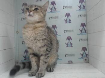 BLESSING -  Domestic Short Hair Cat for Adoption in Orlando, Florida - BLESSING | PetCurious