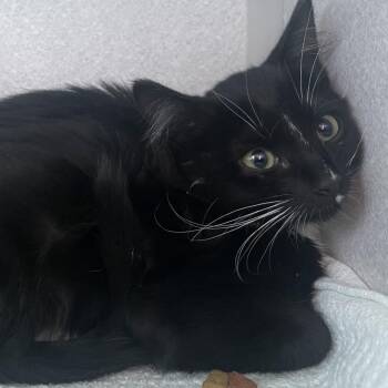 Fergie -  Domestic Short Hair Cat for Adoption in Buffalo, Wyoming - Fergie | PetCurious