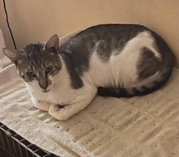 Shogun -  Domestic Short Hair Cat for Adoption in St. Cloud, Florida - Shogun | PetCurious