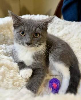 SYRUP -  Domestic Medium Hair Cat for Adoption in Broomfield, Colorado - SYRUP | PetCurious